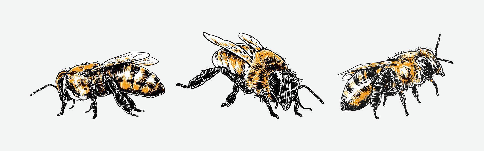 Set of hand drawn of bee, honeybee. Isolated on white background. Graphic illustration. vector