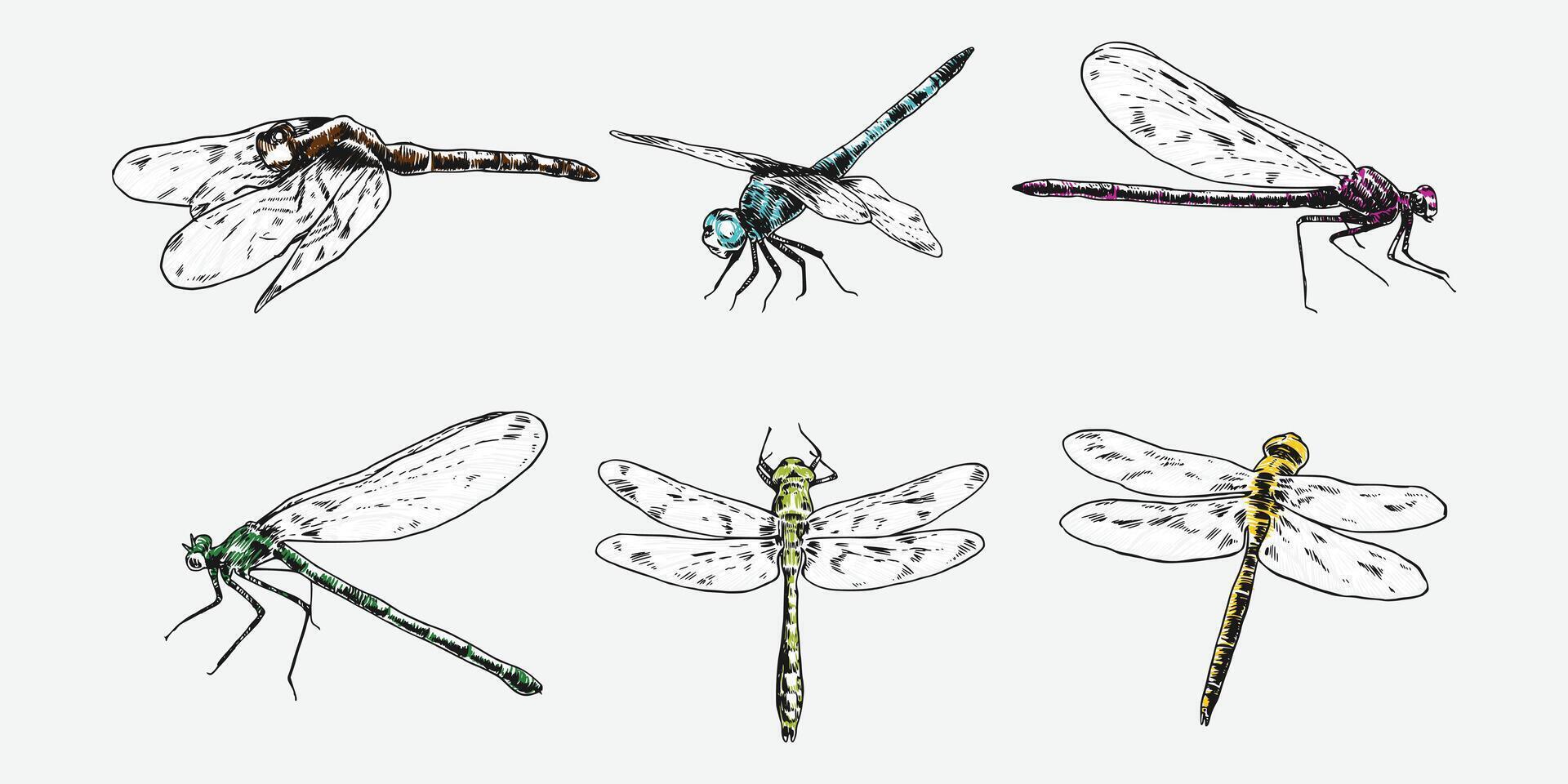 set of hand drawn illustration of dragonfly. Different pose, action. Isolated background. Colorful engraving. vector