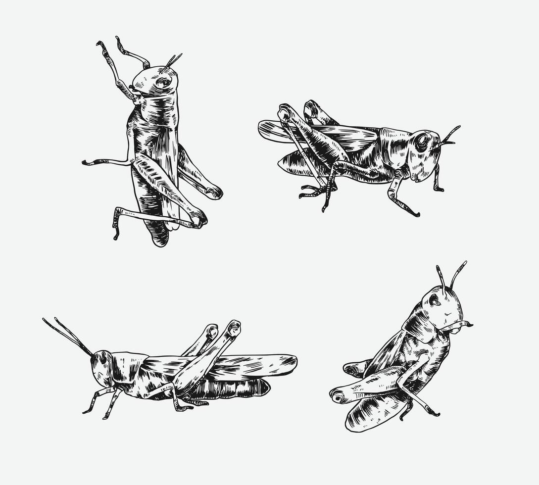 Collection of hand drawn grasshopper sketch engraving. Different pose, action. Isolated background. Graphic illustration. vector