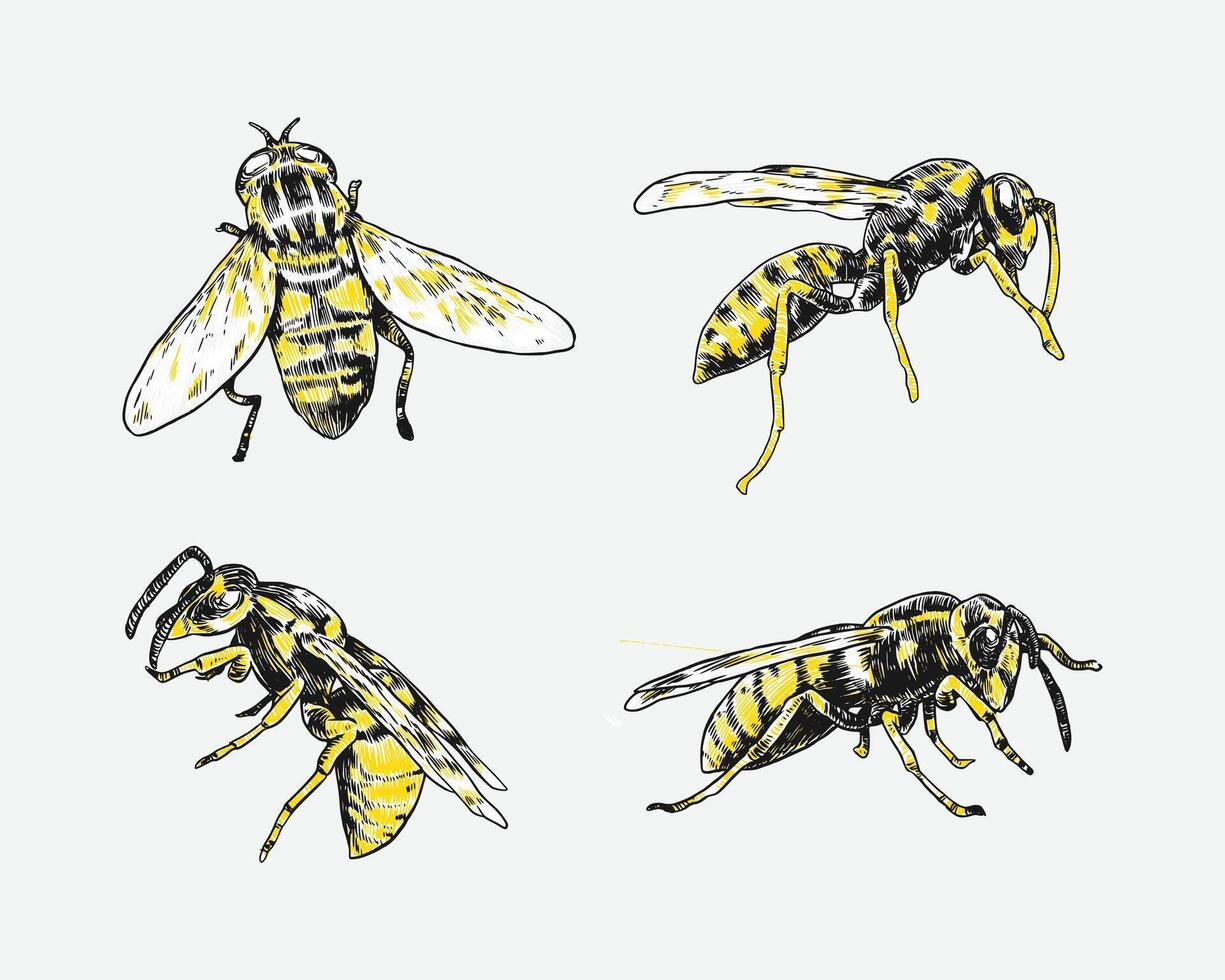 Set of hand drawn wasp sketch, engraving. Different pose, action. Isolated background. Graphic illustration. vector