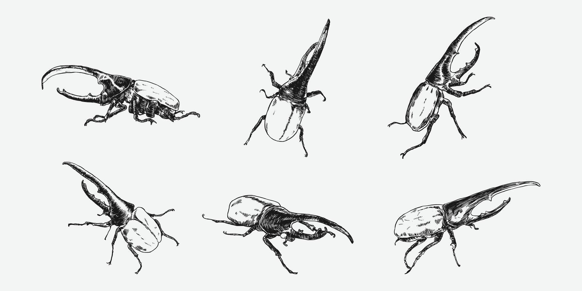 Set of hercules beetle insect sketch hand drawn. Different pose, action, Graphic illustration. vector