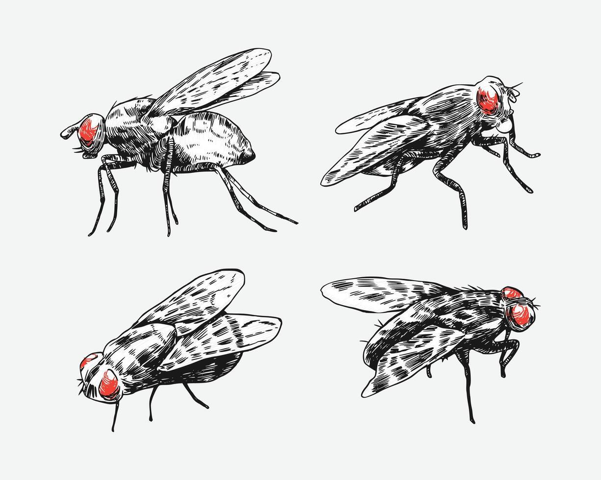 Set of fly insect sketch drawing. Isolated background. Animal, bug, pest concept. Graphic illustration. vector