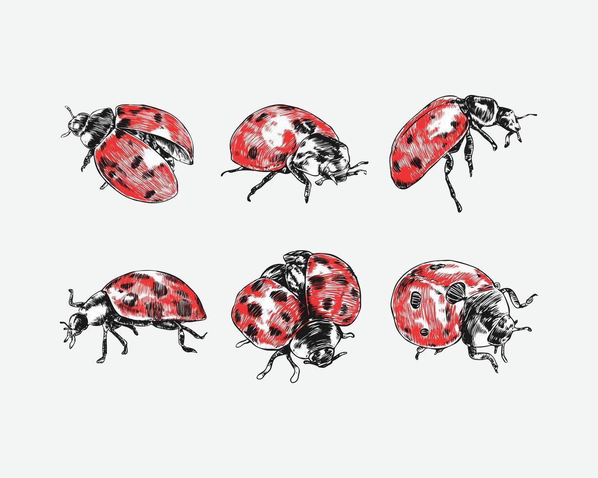 Set of Ladybug hand drawing. Different pose, gesture. Isolated on white background. Colored illustration. vector