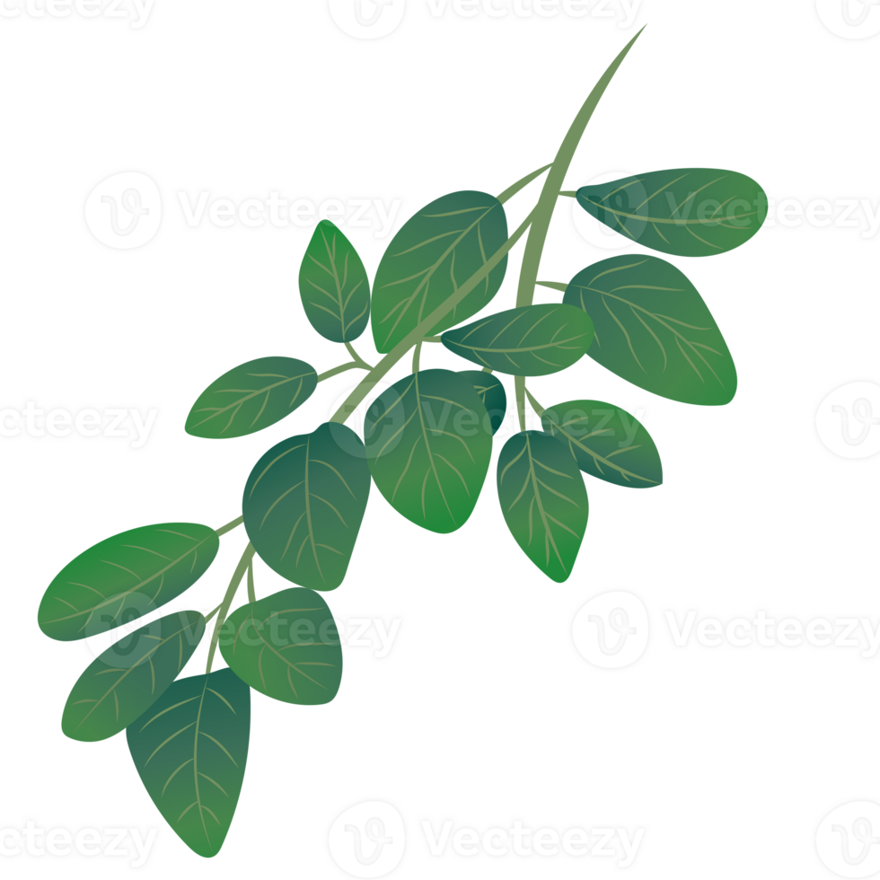 Moringa leaf graphic drawing isolated on background png