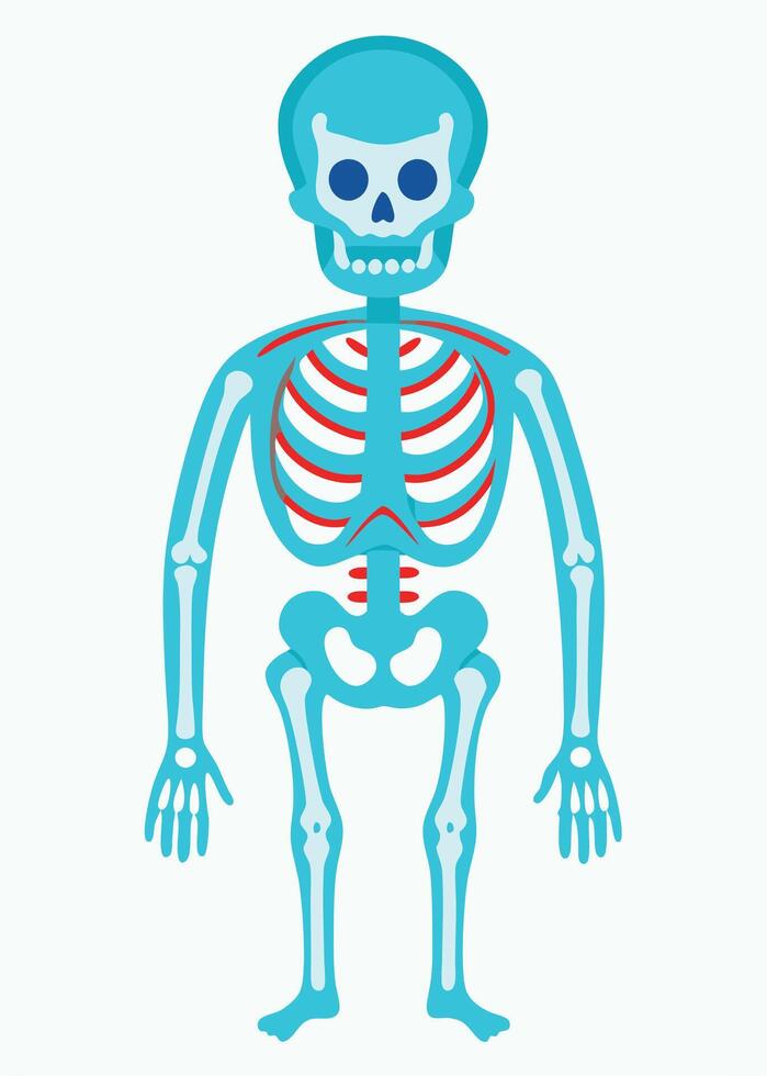 art of Human skeleton drawing Abstract minimal flat art vector