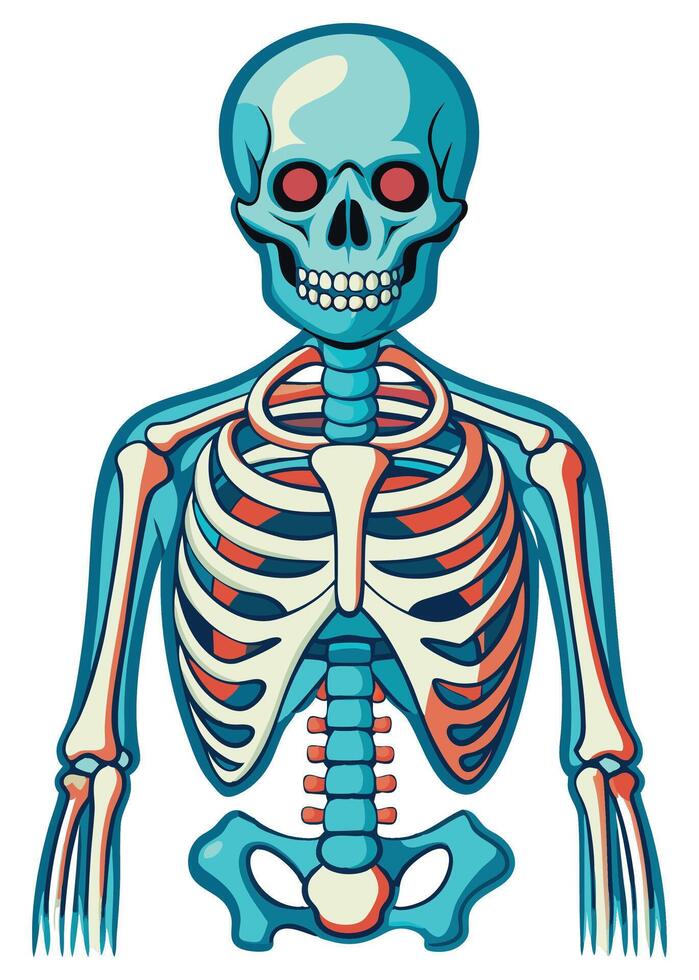 art of Human skeleton drawing Abstract minimal flat art vector