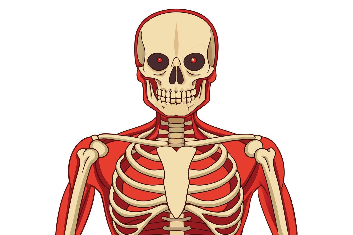 art of Human skeleton drawing Abstract minimal flat art vector