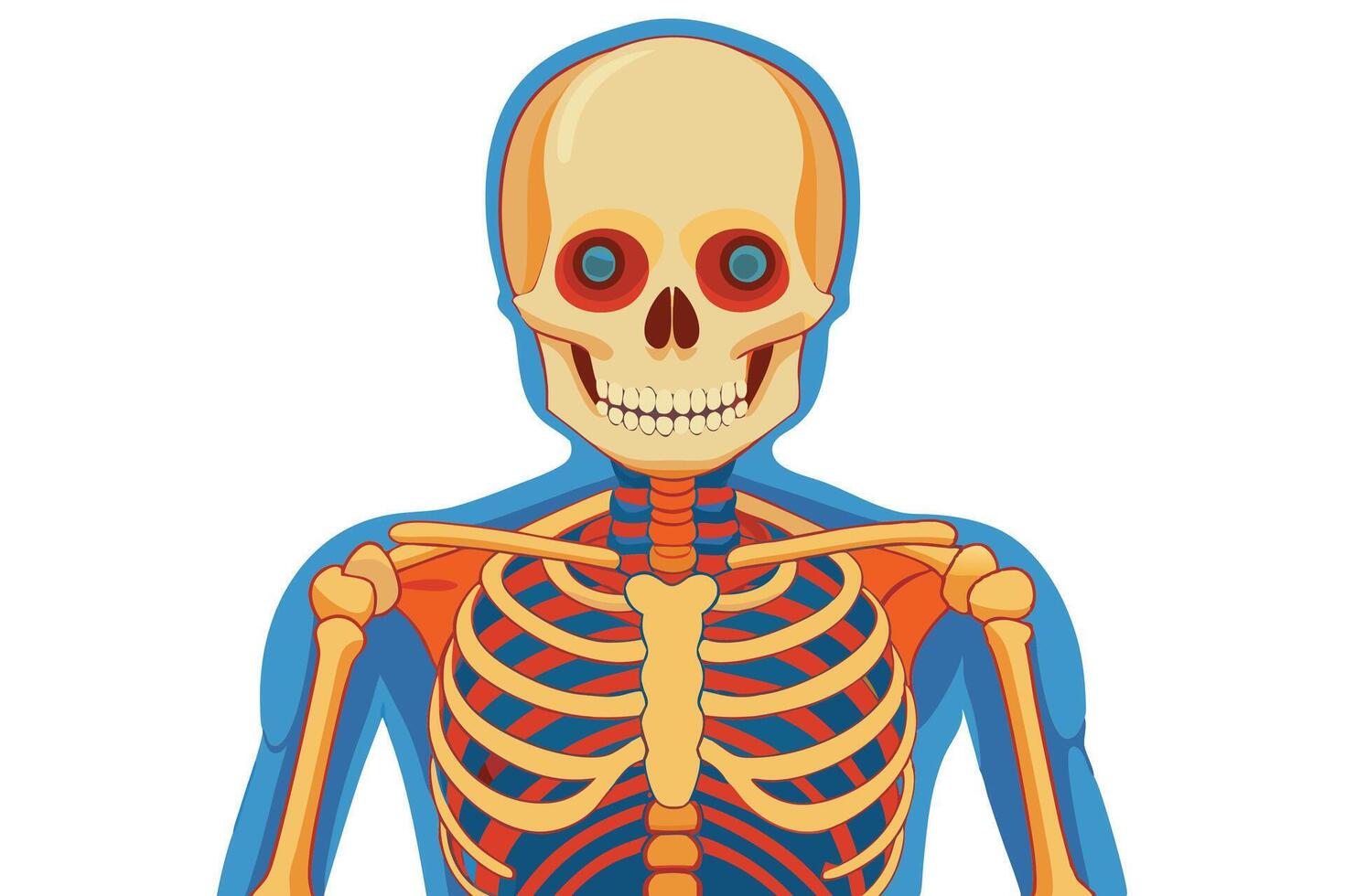 art of Human skeleton drawing Abstract minimal flat art vector