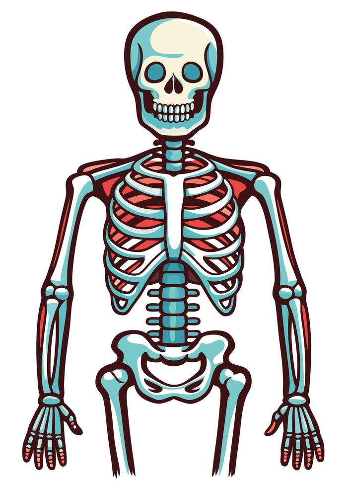 art of Human skeleton drawing Abstract minimal flat art vector