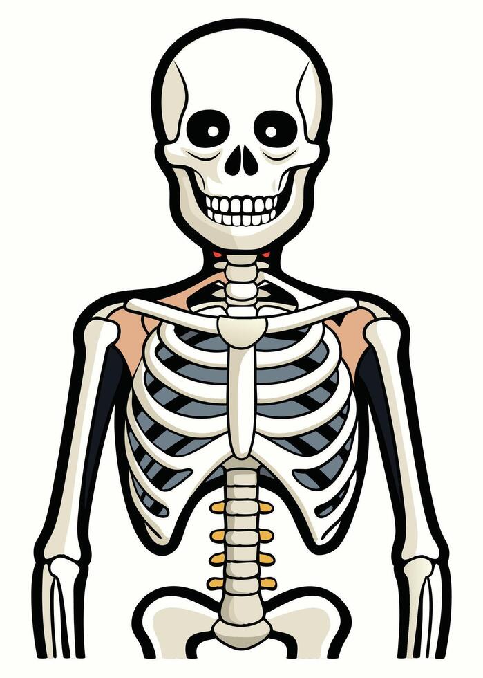 art of Human skeleton drawing Abstract minimal flat art vector