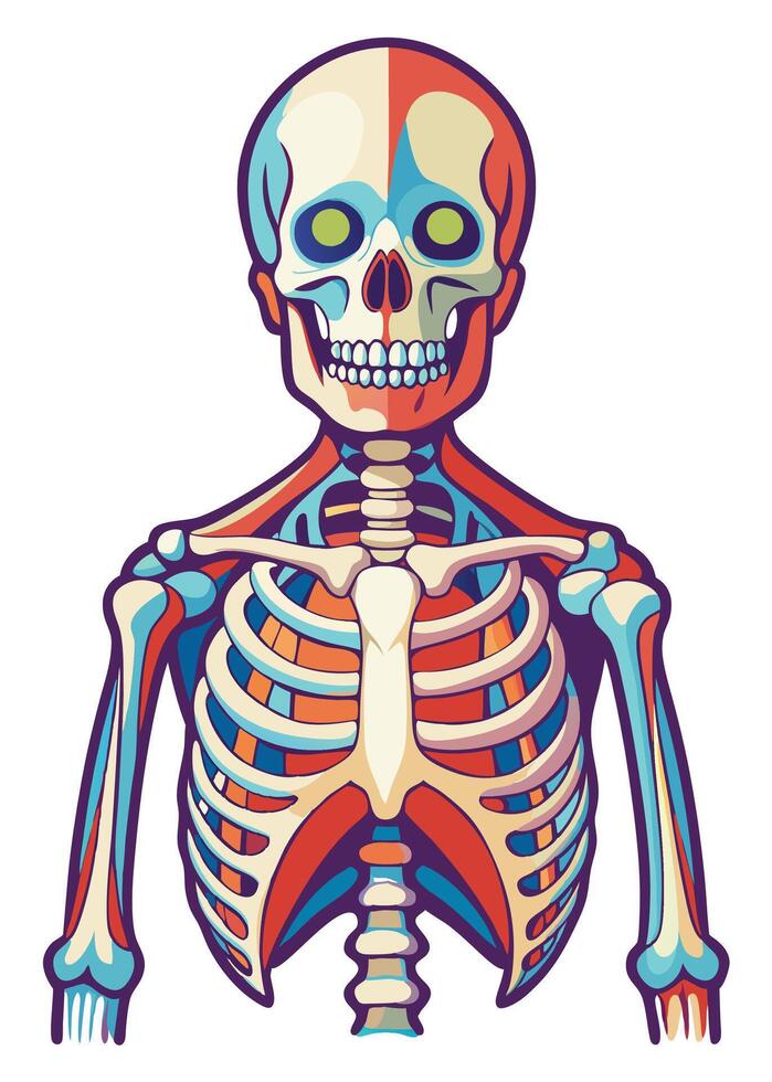 art of Human skeleton drawing Abstract minimal flat art vector