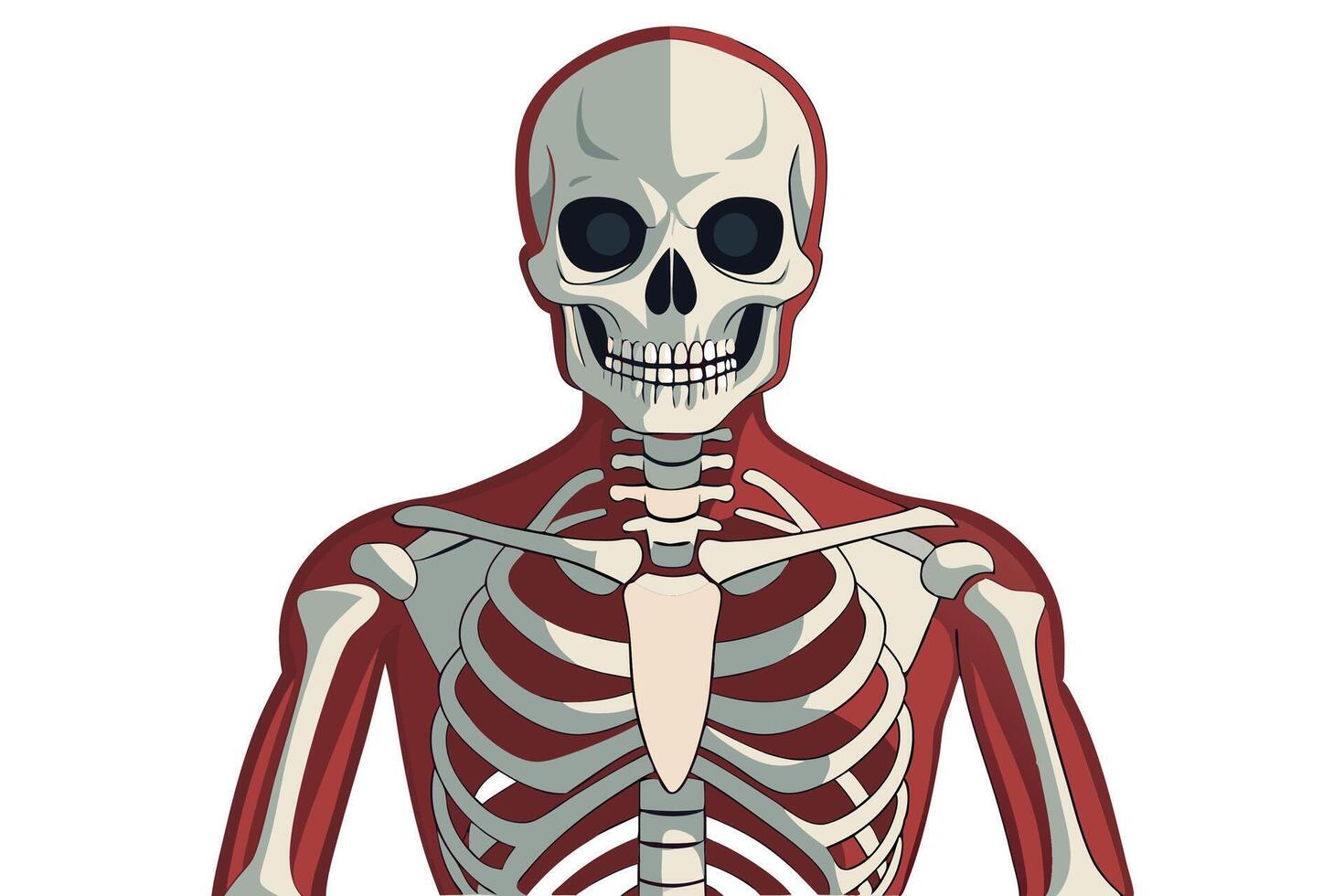 art of Human skeleton drawing Abstract minimal flat art vector