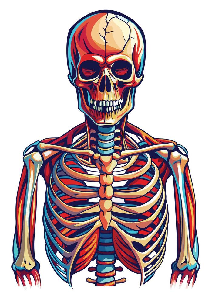art of Human skeleton drawing Abstract minimal flat art vector