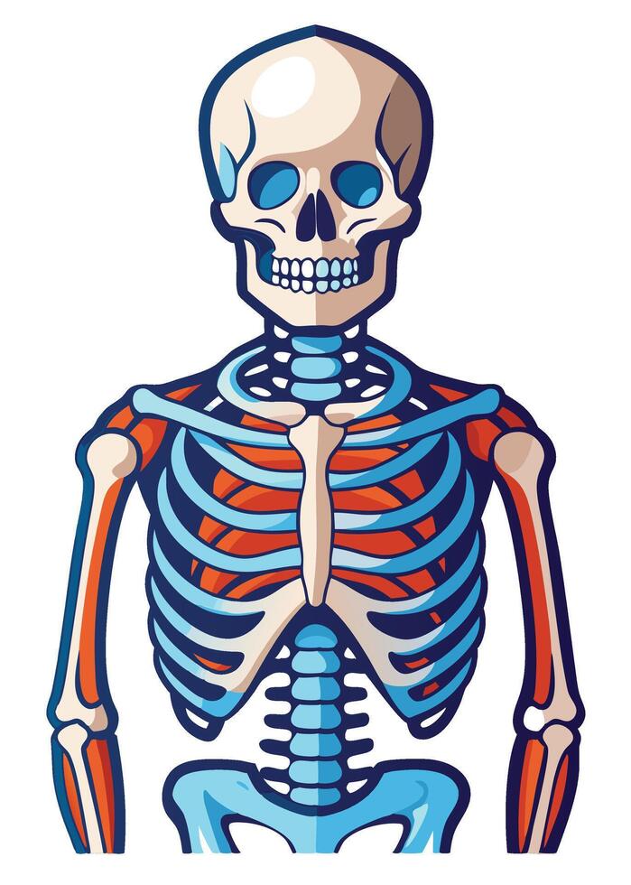 art of Human skeleton drawing Abstract minimal flat art vector