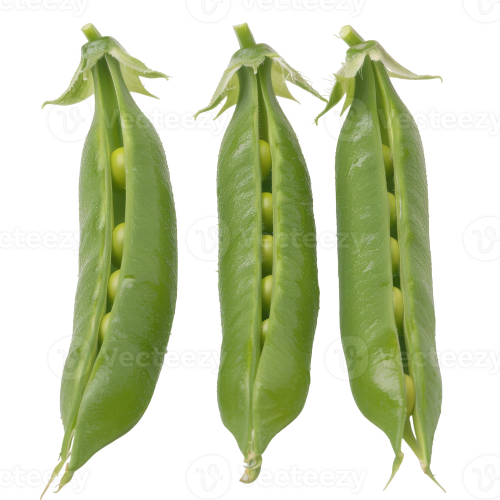 Pea Pods, fruit realistic Illustration. Realistic Transparent file. Mockup template for artwork graphic design png