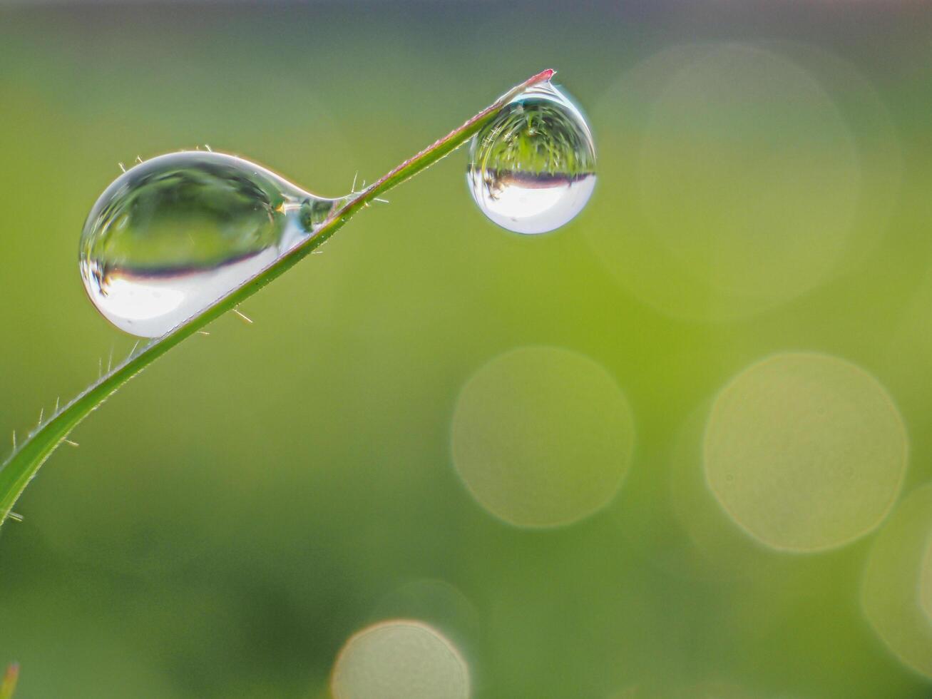 Dew drops on the grass in the morning photo