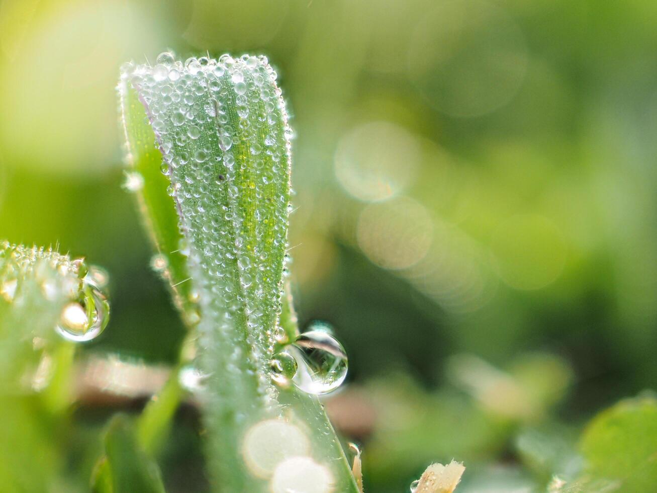 Dew drops on the grass in the morning photo