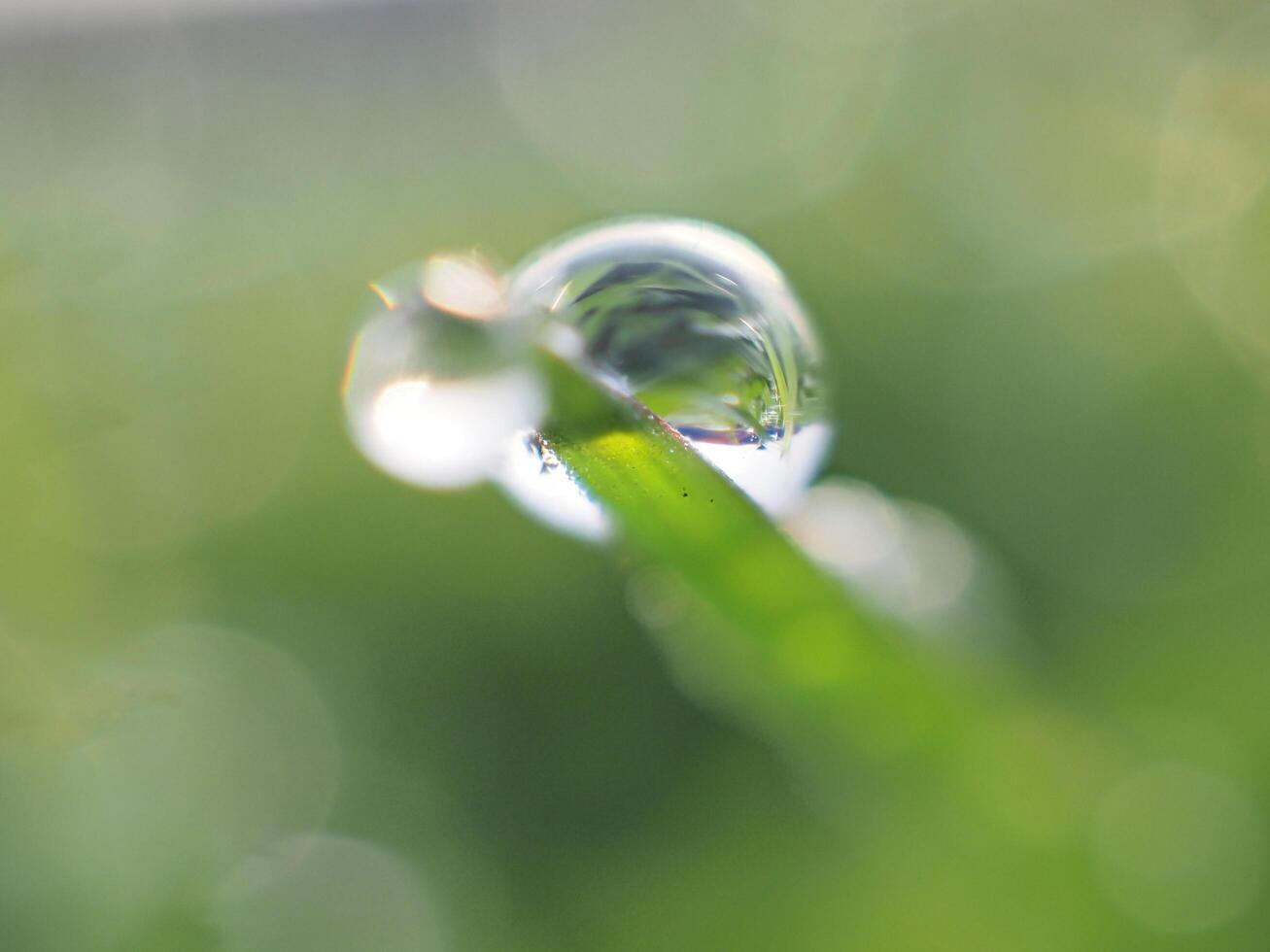 Dew drops on the grass in the morning photo