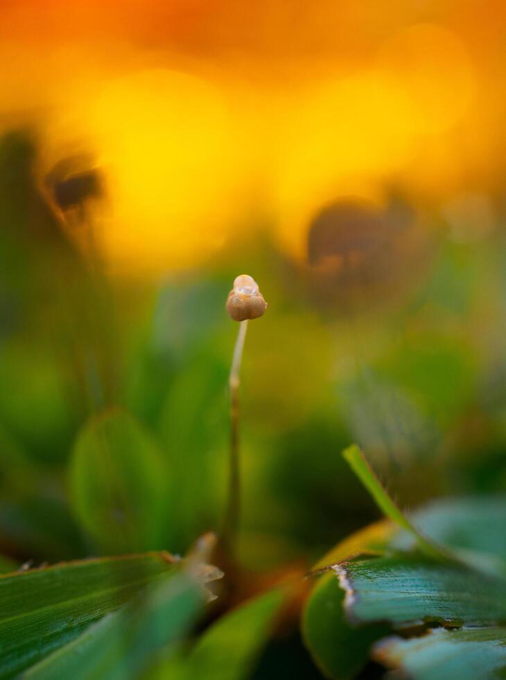 Mushrooms on the red background grass photo