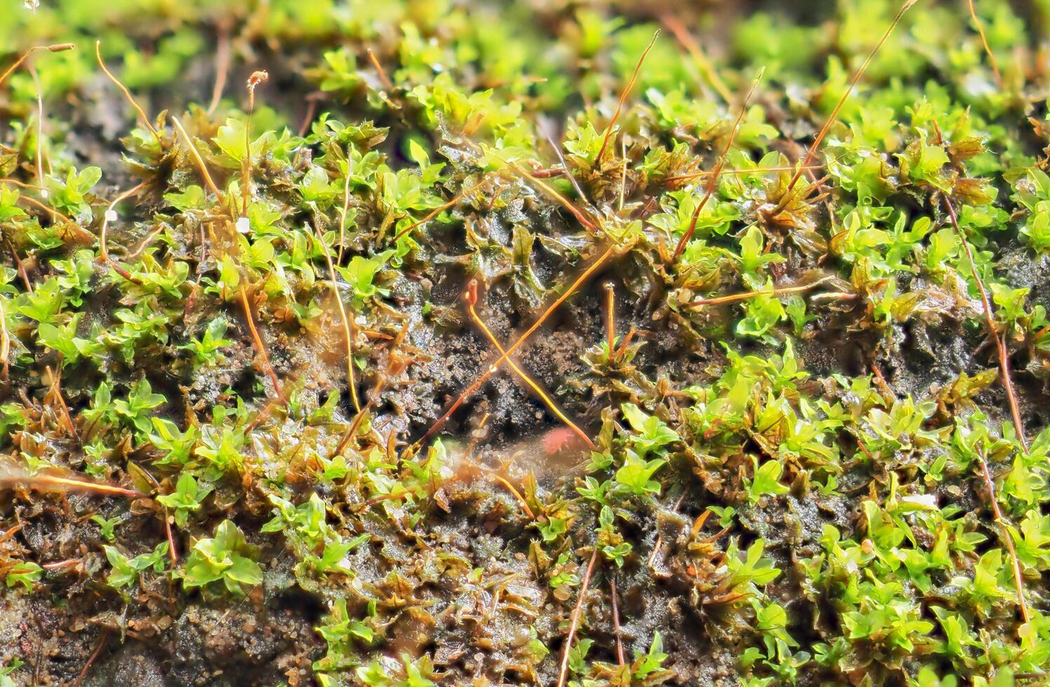 Moss during the rainy season photo
