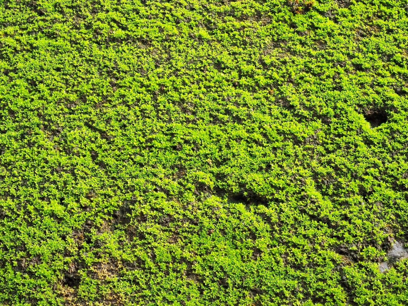 Moss during the rainy season photo