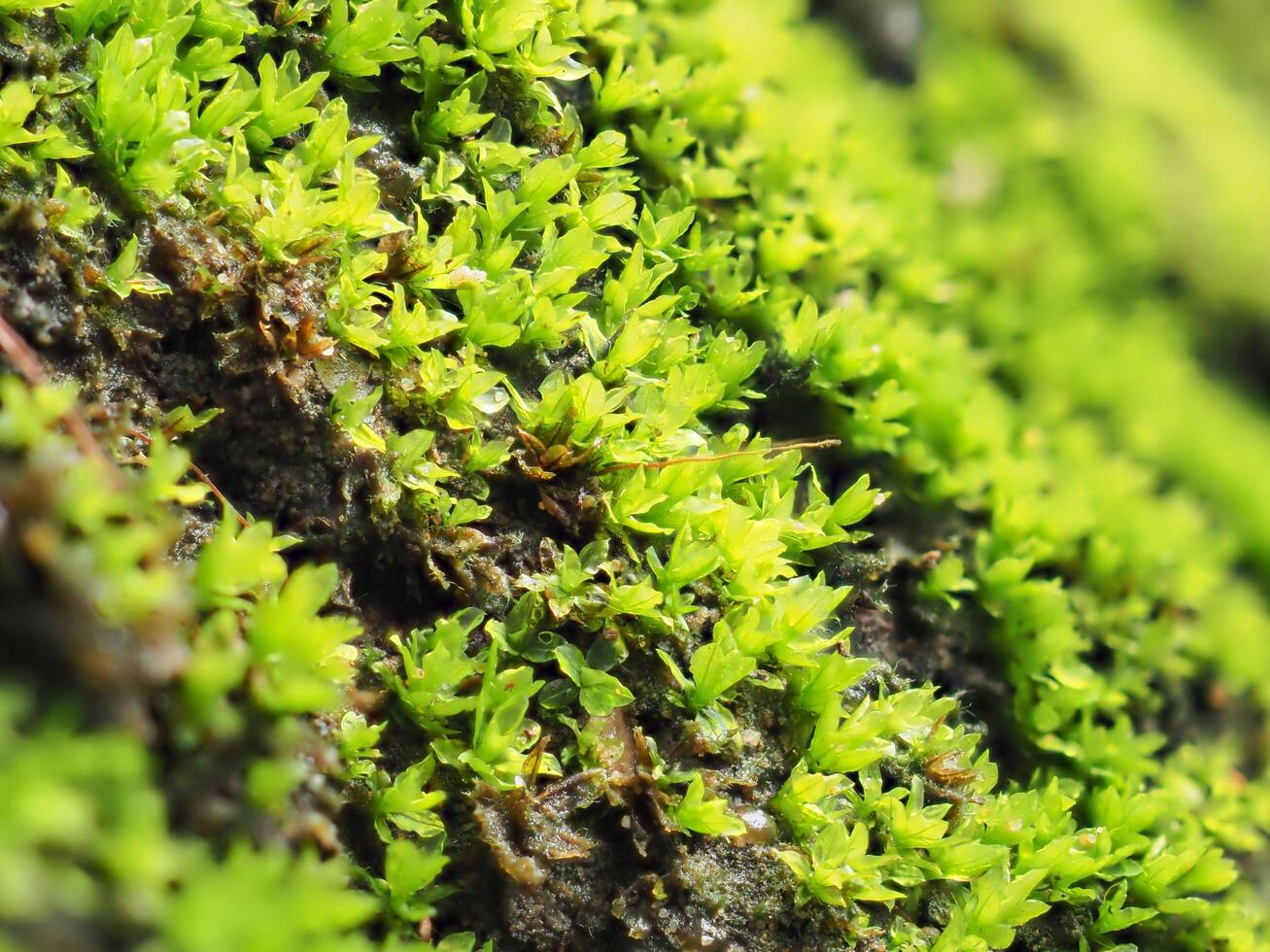 Moss during the rainy season photo