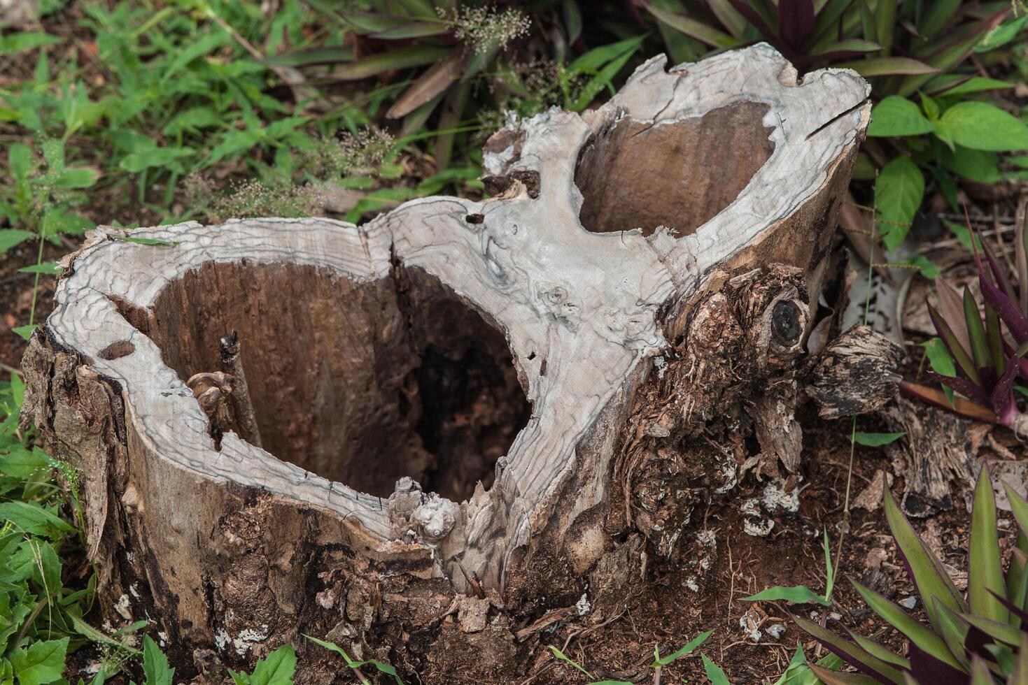 Surface of the wood that has been cut photo