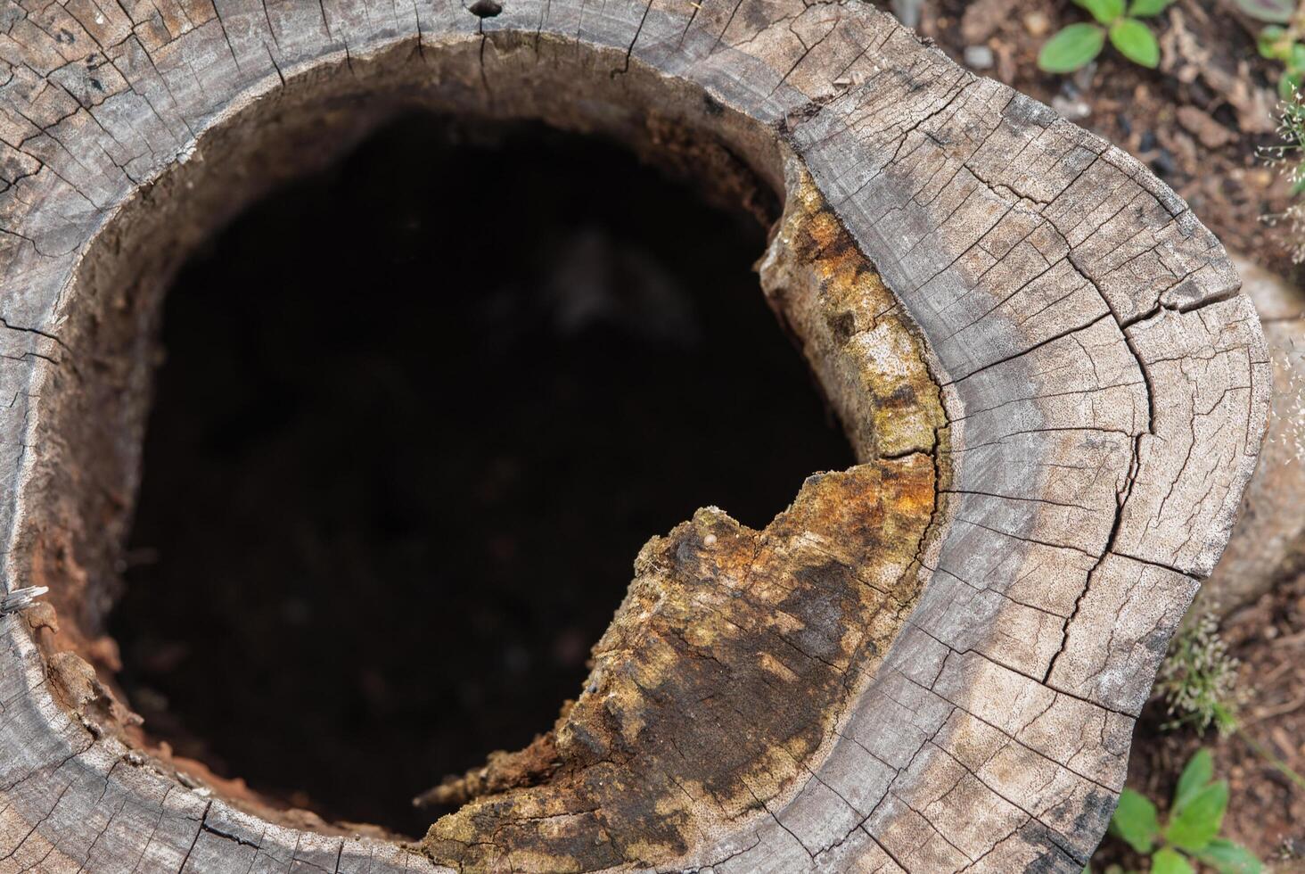 Surface of the wood that has been cut photo