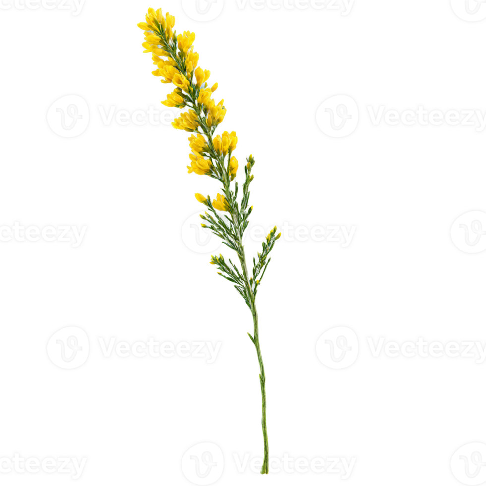 Broom Bush shrub with long slender stems and small yellow flowers Cytisus scoparius png