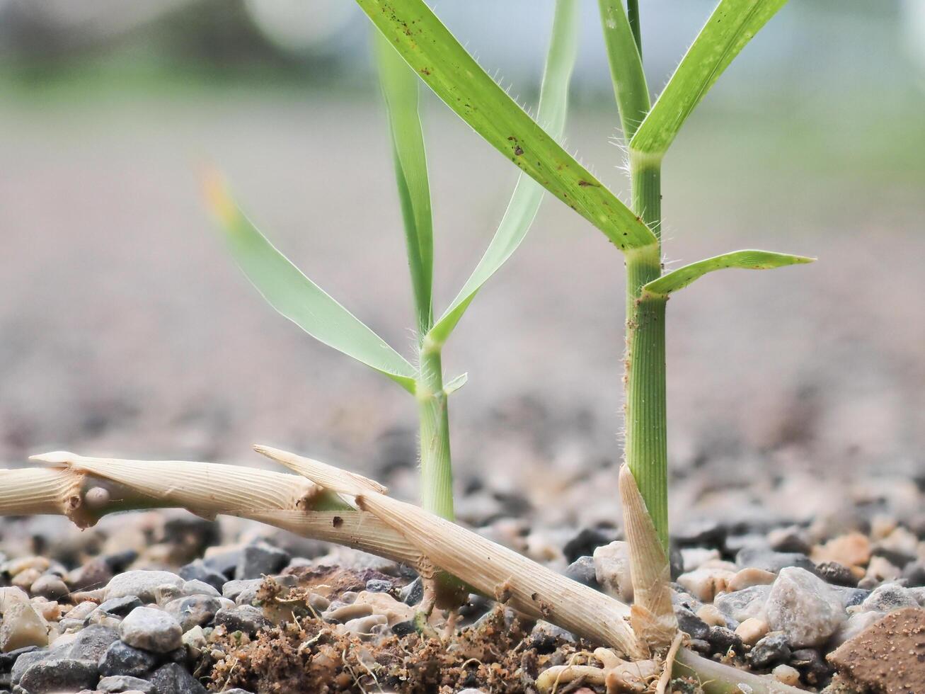 Weeds grow on rocks and sand. photo