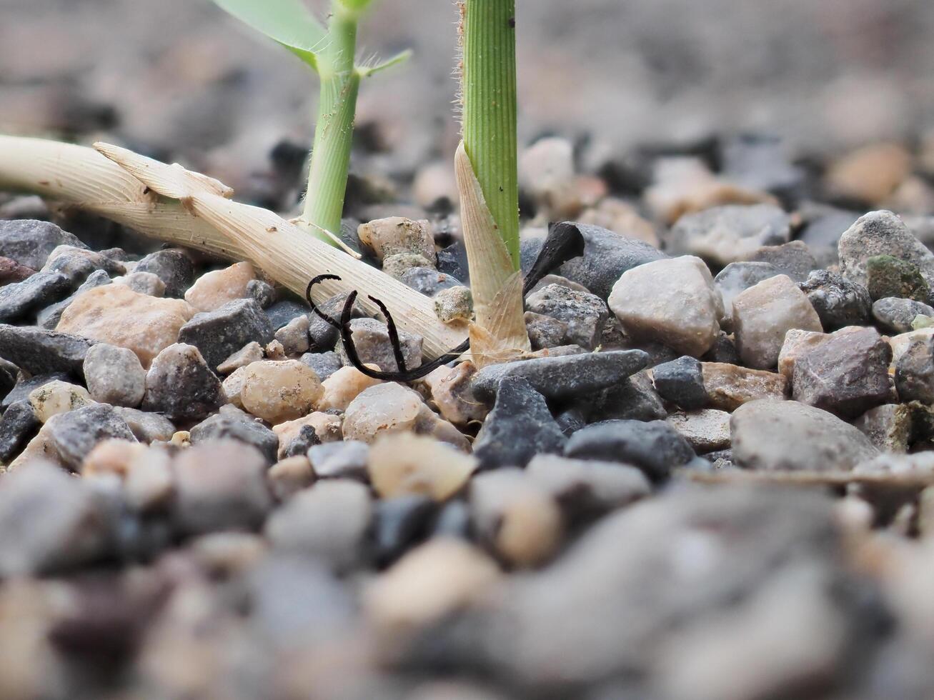 Weeds grow on rocks and sand. photo