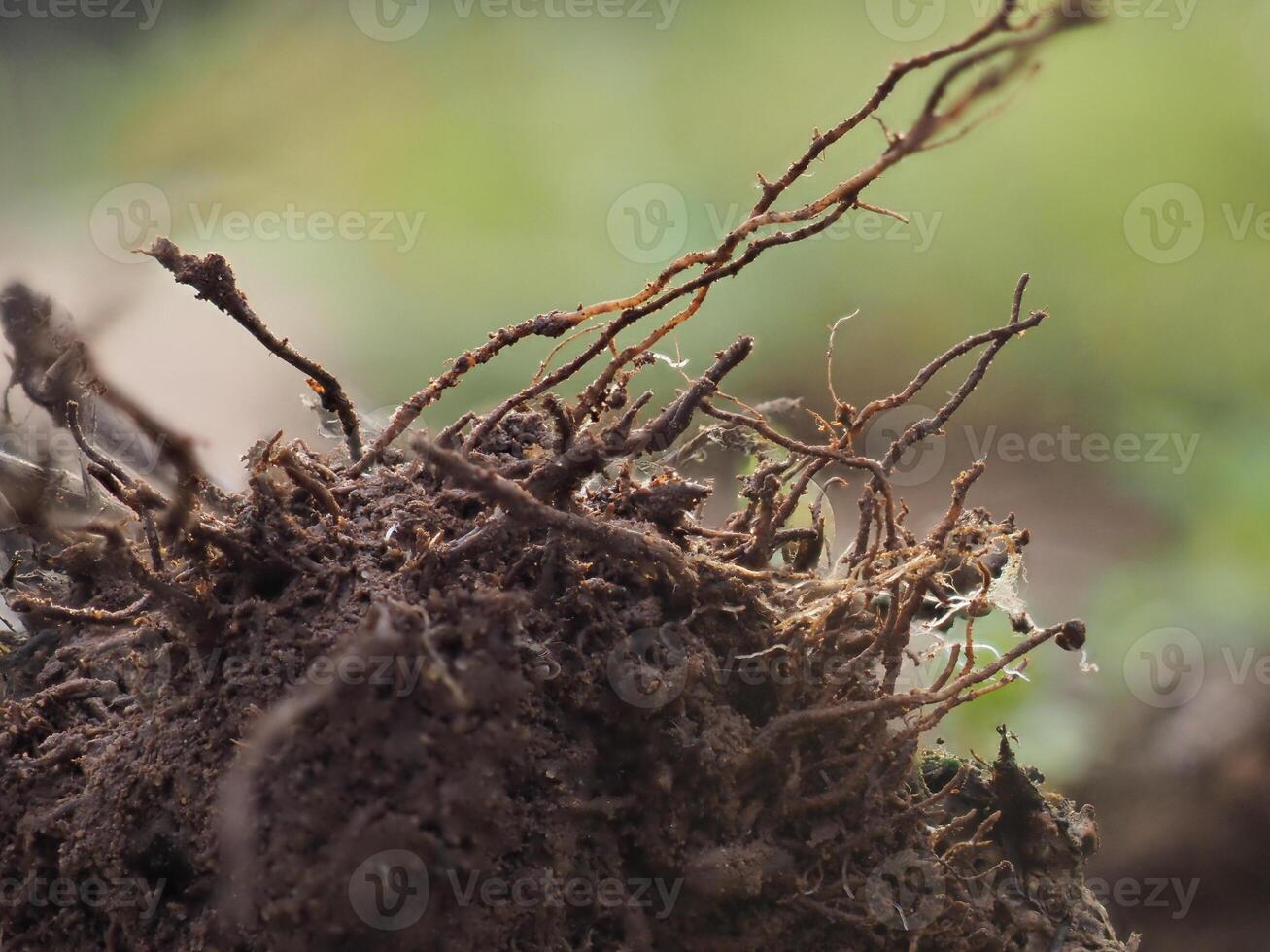 Weed roots with soil for planting photo