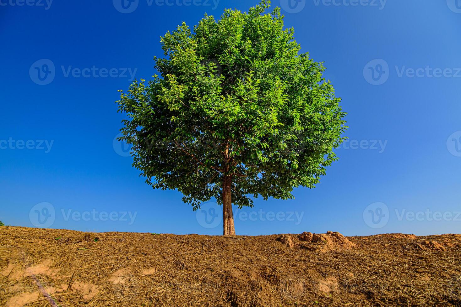 Tree a lone stands in the middle of an open field. photo