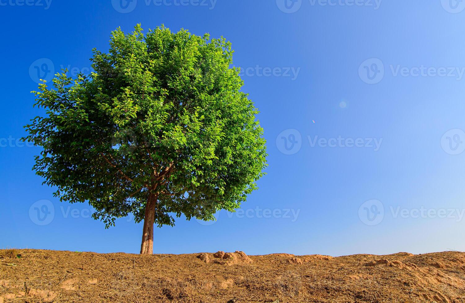 Tree a lone stands in the middle of an open field. photo