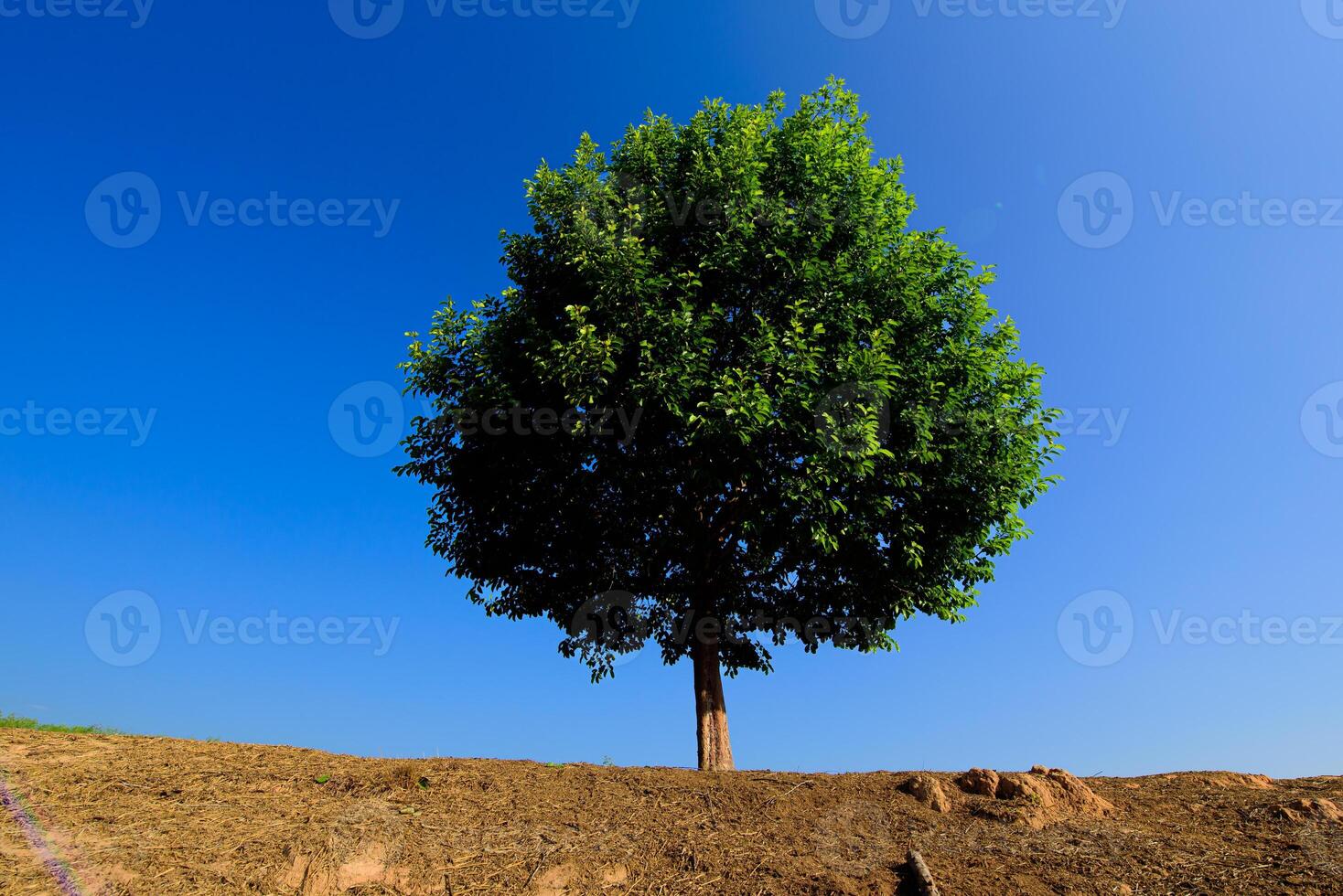 Tree a lone stands in the middle of an open field. photo