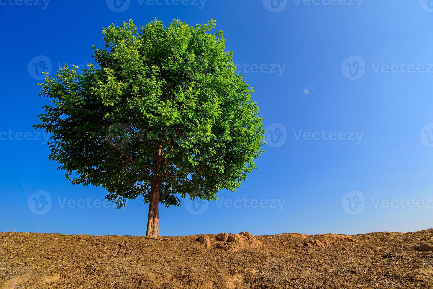 Tree a lone stands in the middle of an open field. photo