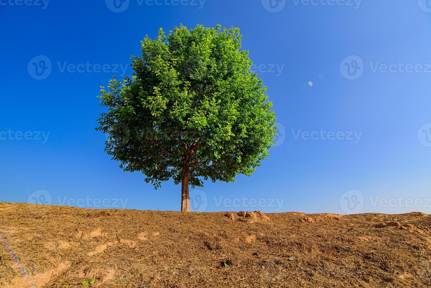 Tree a lone stands in the middle of an open field. photo