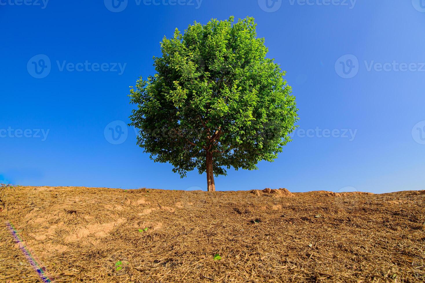 Tree a lone stands in the middle of an open field. photo