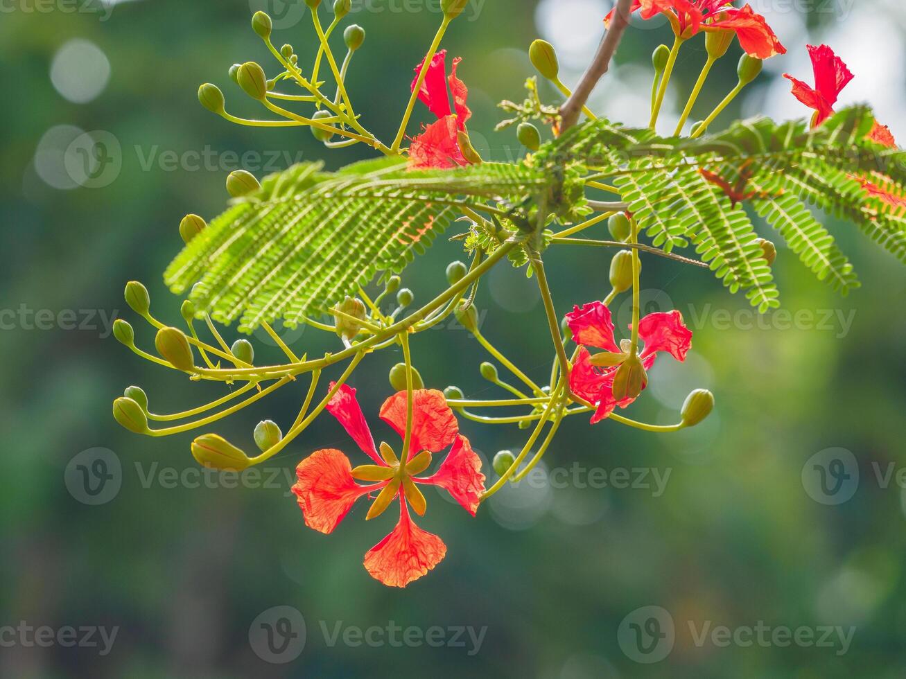Beautiful, brightly colored Guppy Tree photo
