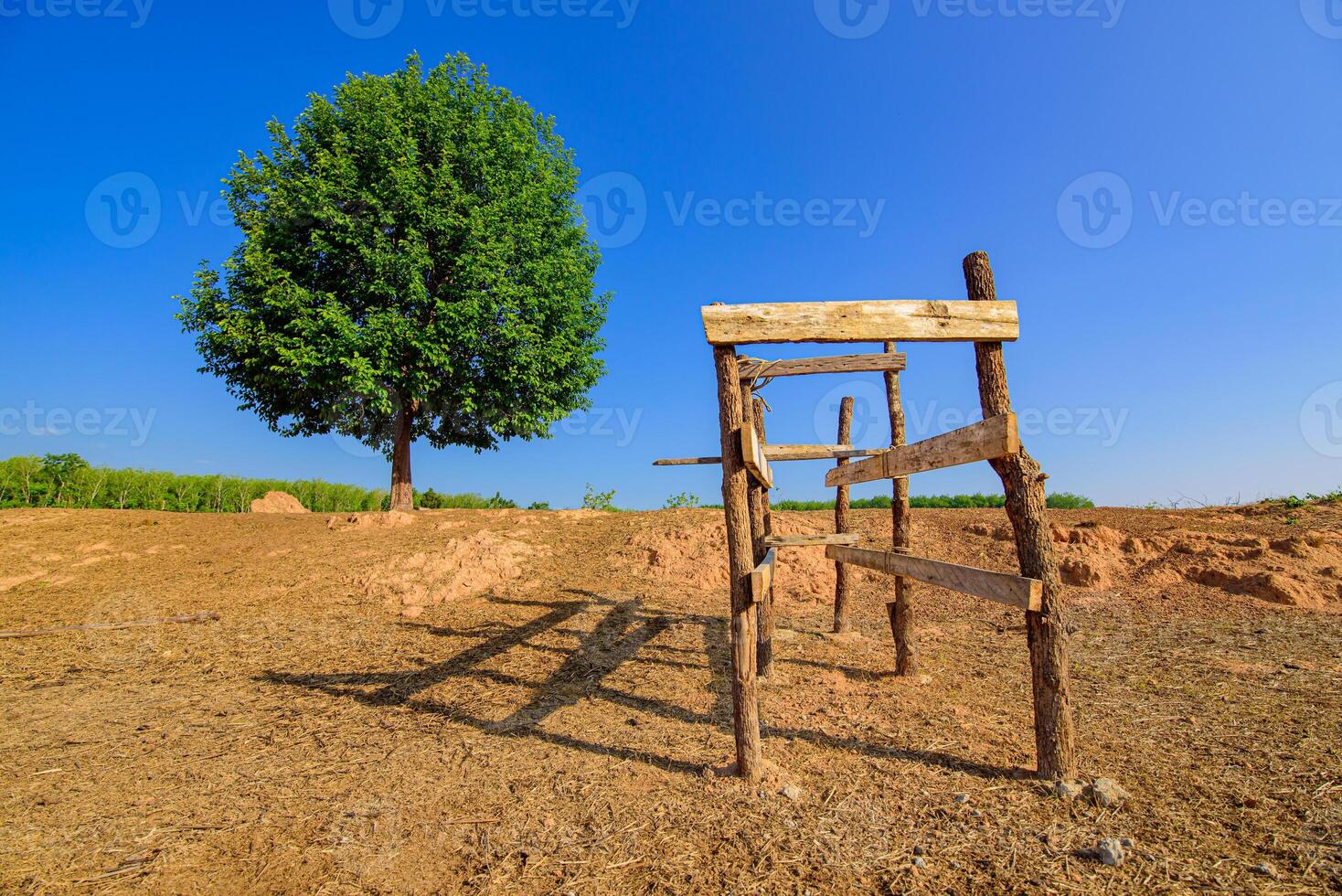 Tree a lone stands in the middle of an open field. photo