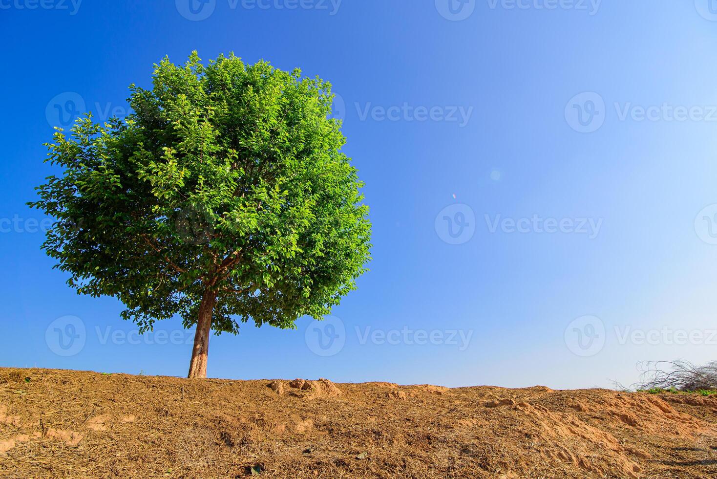 Tree a lone stands in the middle of an open field. photo