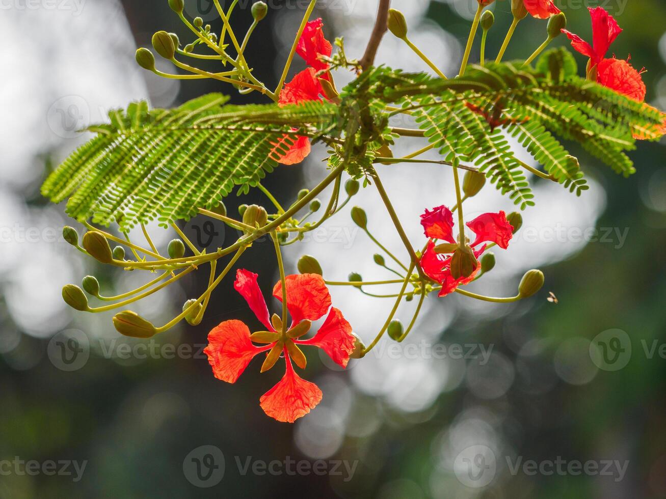 Beautiful, brightly colored Guppy Tree photo
