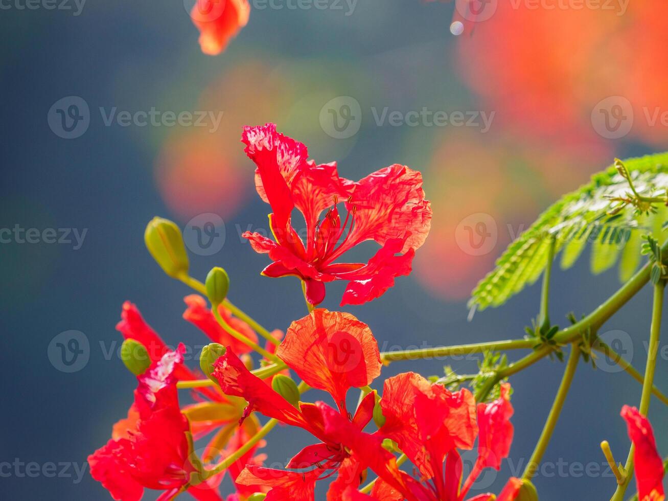 Beautiful, brightly colored Guppy Tree photo