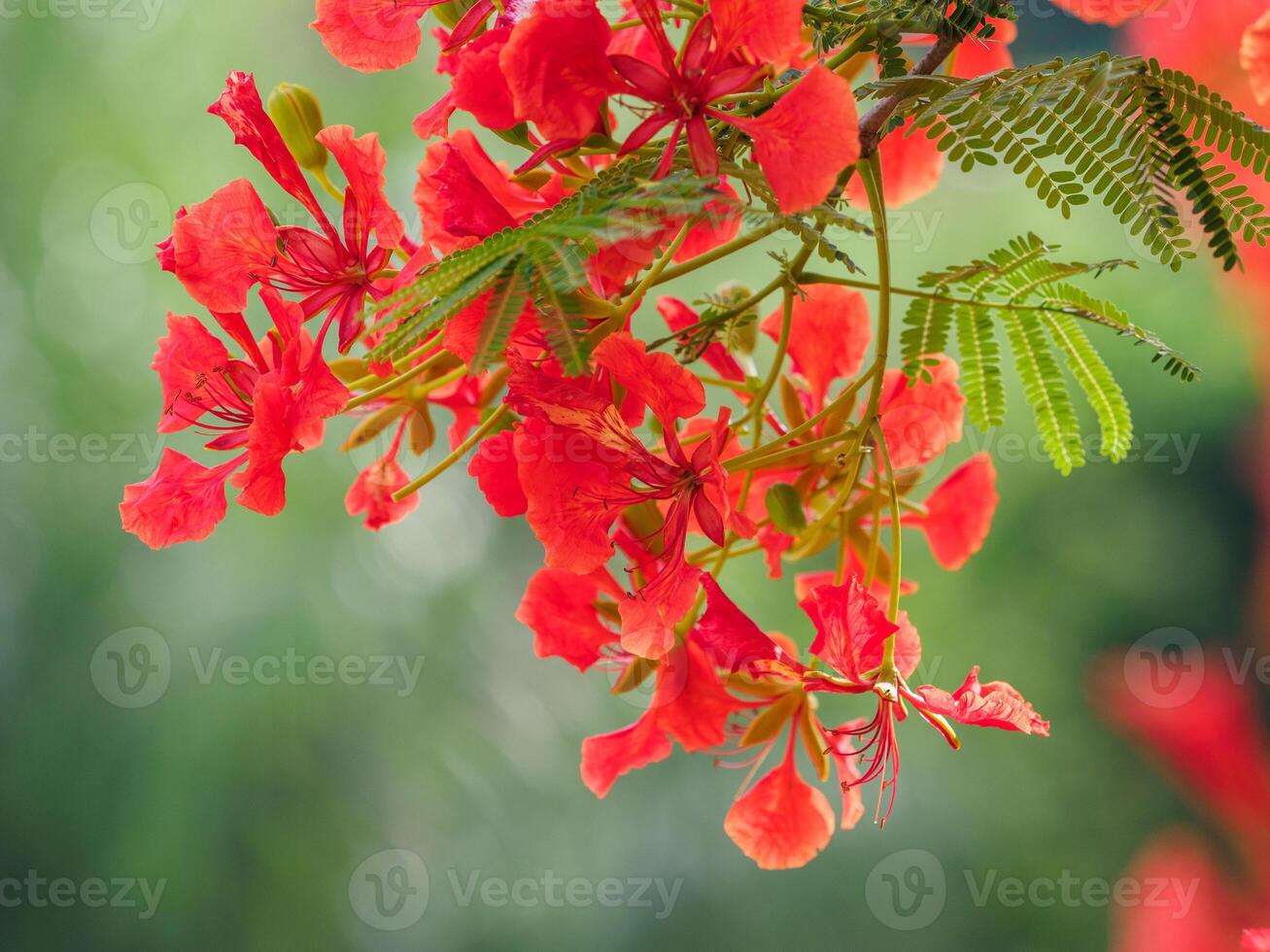 Beautiful, brightly colored Guppy Tree photo