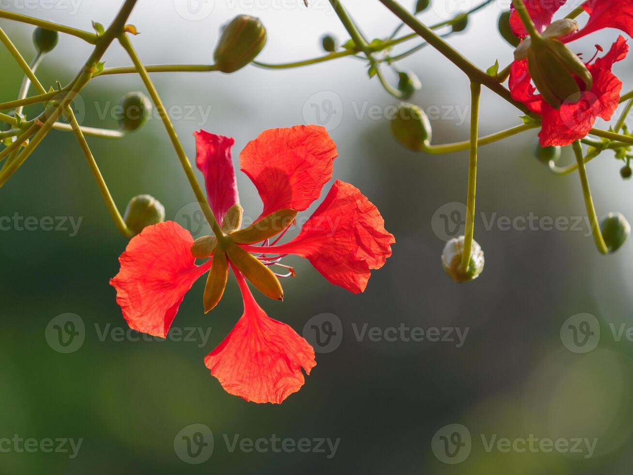 Beautiful, brightly colored Guppy Tree photo