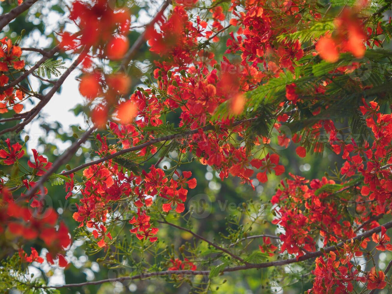 Beautiful, brightly colored Guppy Tree photo