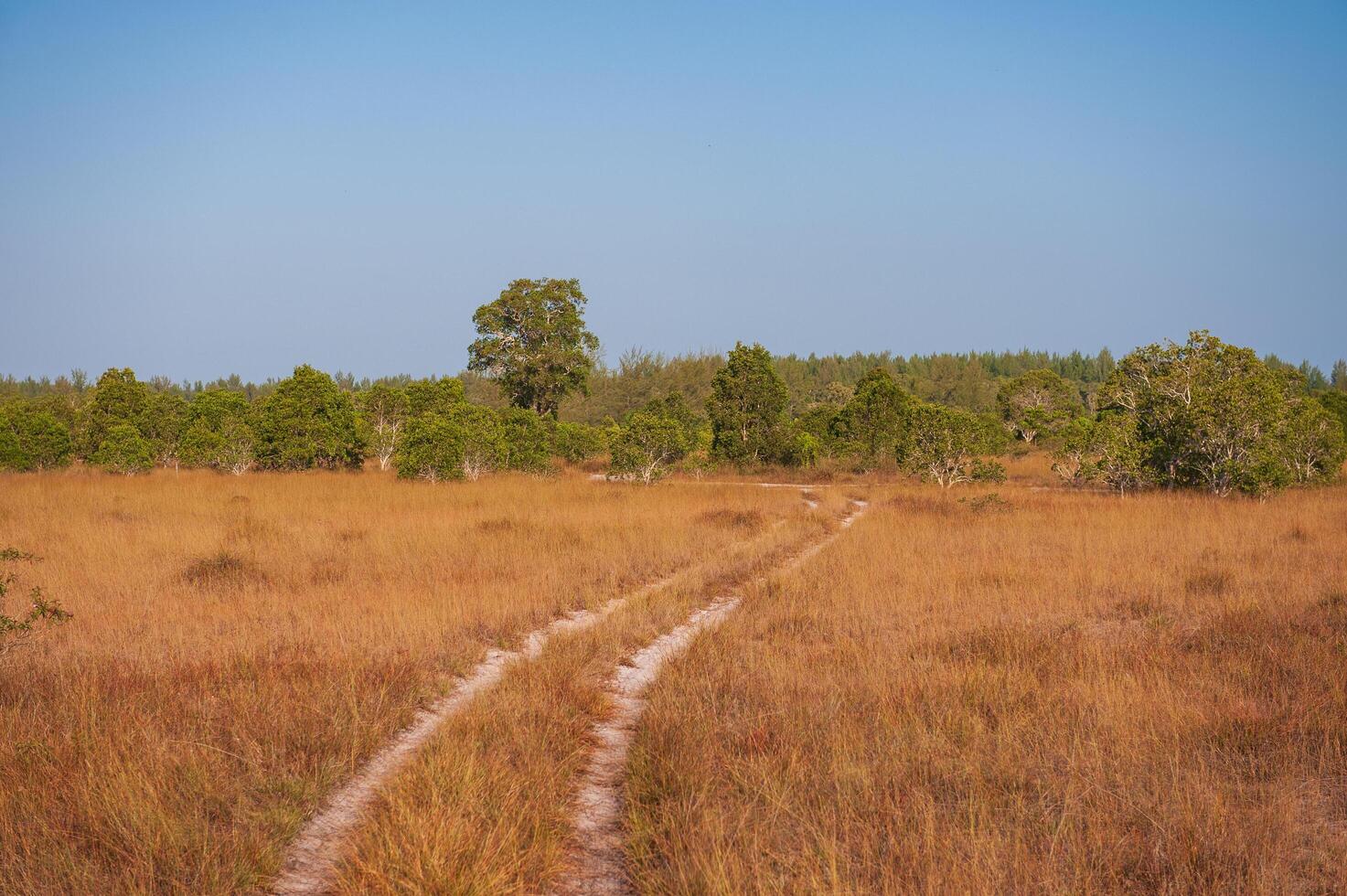 Savanna grassland on Phra Thong Island photo