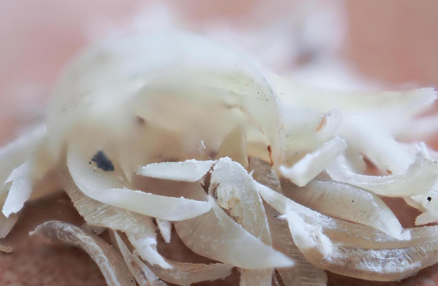 Clipped fingernails and toenails piled up in clumps. photo