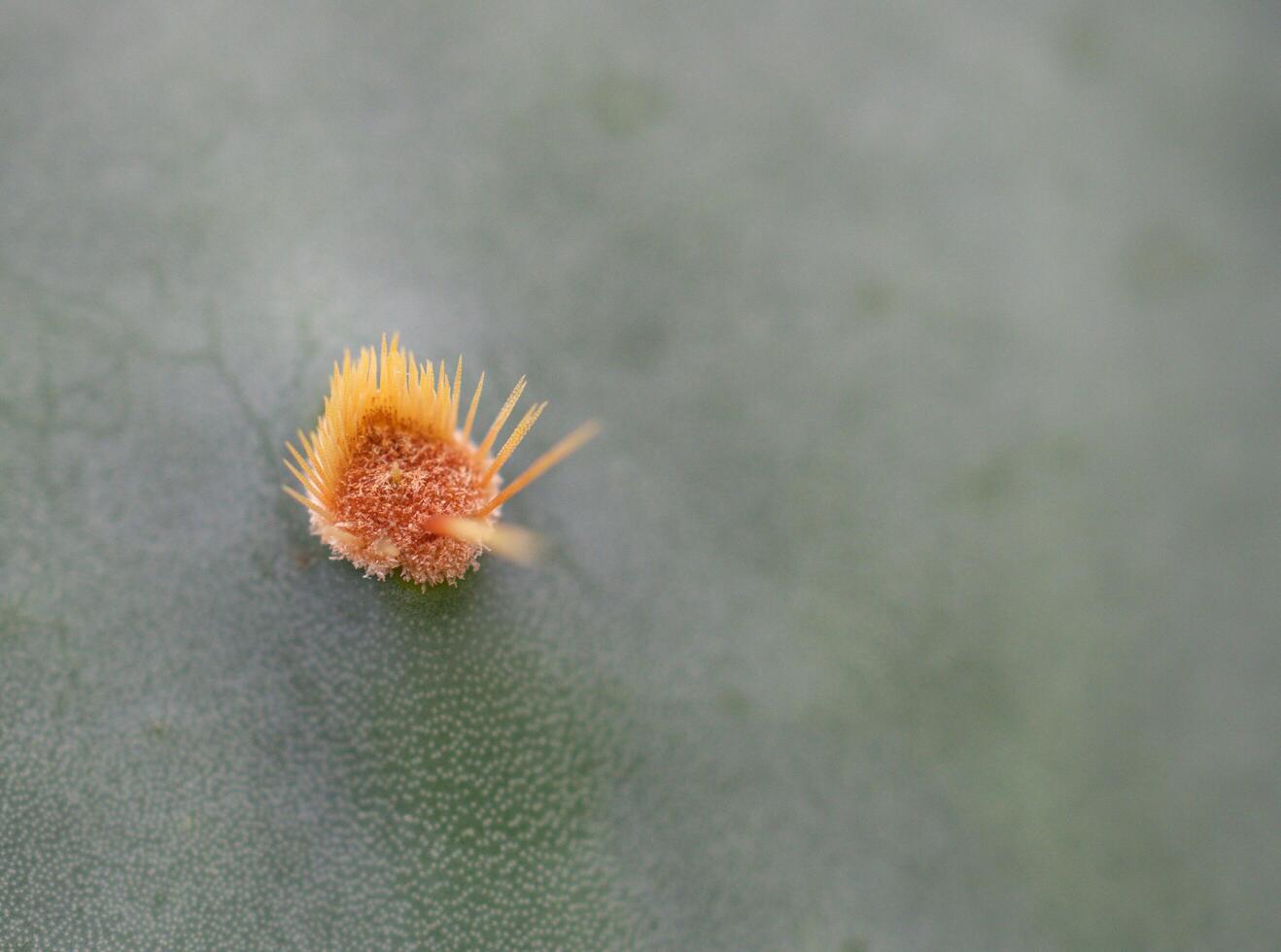 Cactus grown in a pot in a greenhouse photo