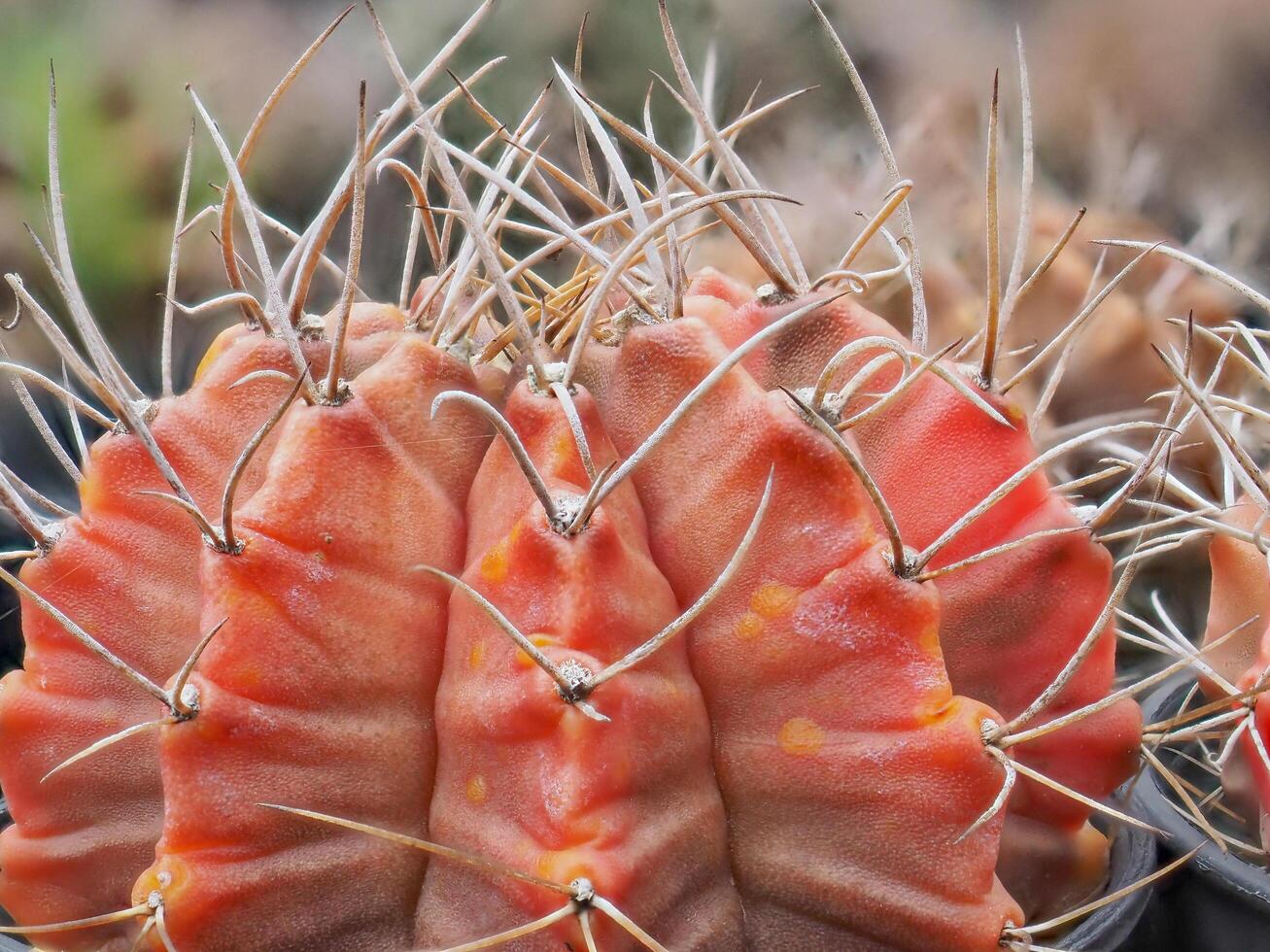 Cactus grown in a pot in a greenhouse photo